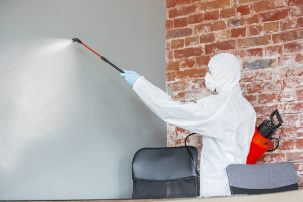 Best Attic Mold Removal  in Inverness Highlands South, FL